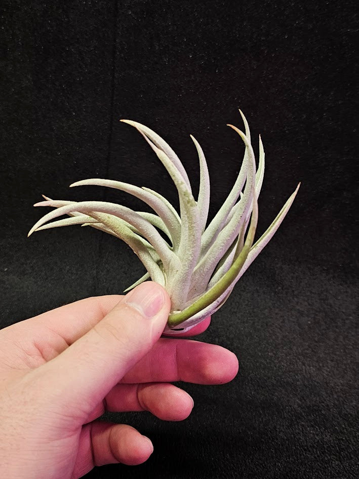 Tillandsia Harrisi #01, Endemic To Guatemala, Very Easy To Care For, Great For Beginners