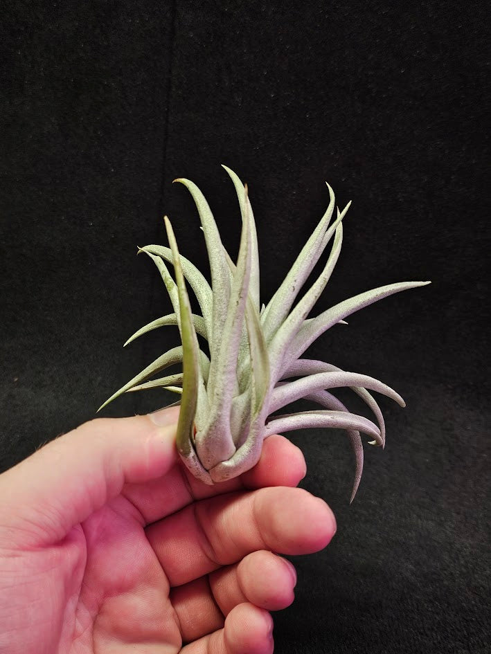 Tillandsia Harrisi #01, Endemic To Guatemala, Very Easy To Care For, Great For Beginners