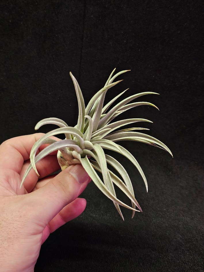 Tillandsia Harrisi #01, Endemic To Guatemala, Very Easy To Care For, Great For Beginners