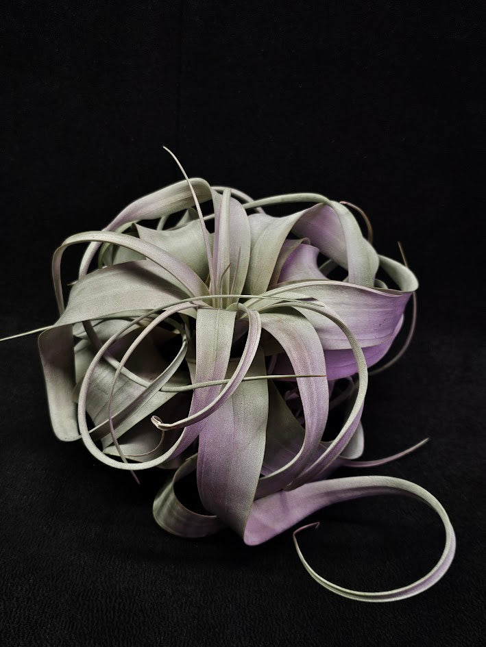 Tillandsia Xerographica #01, Also Known As Xeros Or The King Of Air Plants, Wow Factor Plant