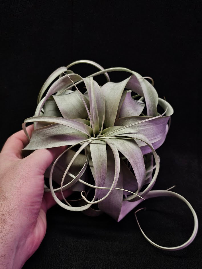 Tillandsia Xerographica #01, Also Known As Xeros Or The King Of Air Plants, Wow Factor Plant