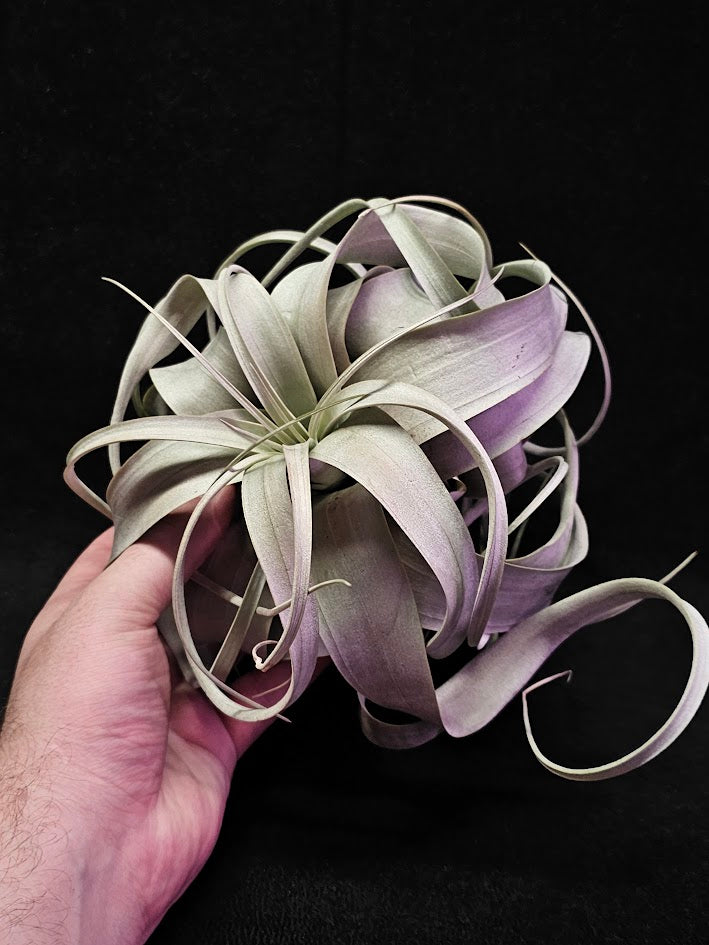 Tillandsia Xerographica #01, Also Known As Xeros Or The King Of Air Plants, Wow Factor Plant