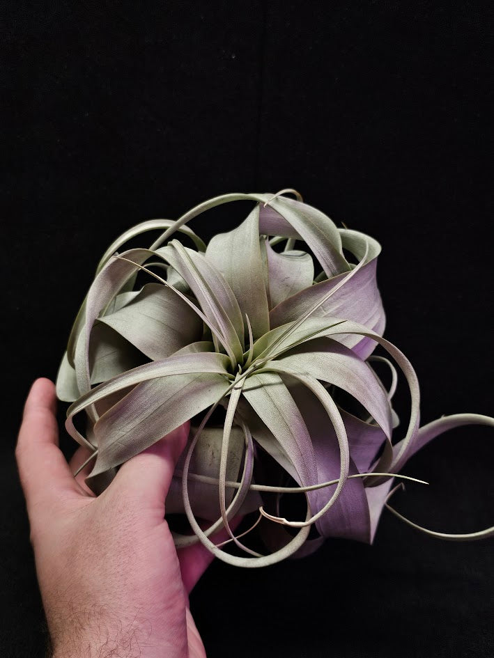 Tillandsia Xerographica #01, Also Known As Xeros Or The King Of Air Plants, Wow Factor Plant