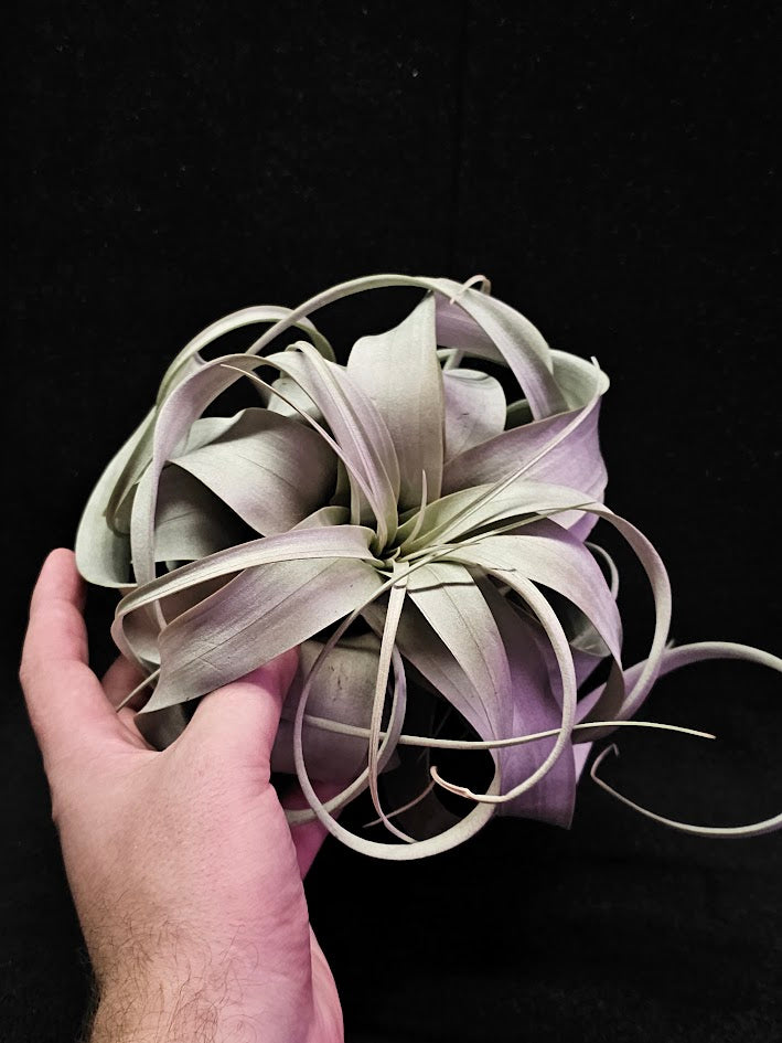 Tillandsia Xerographica #01, Also Known As Xeros Or The King Of Air Plants, Wow Factor Plant