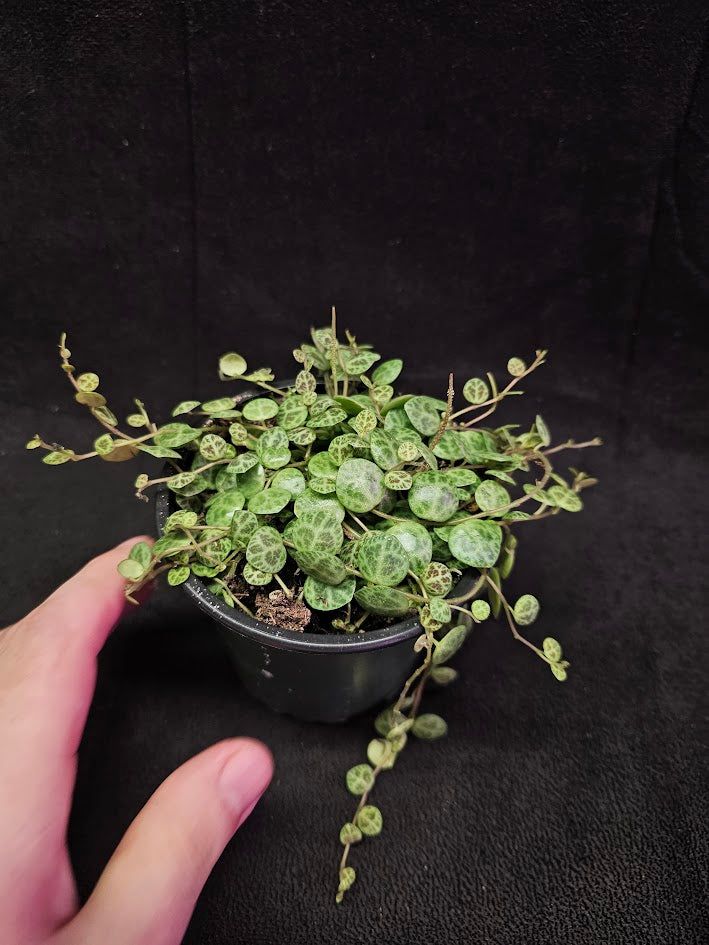 String Of Turtles #03, Peperomia Prostrata, Is A Tiny Succulent Native To Brazilian Rainforests That Thrives In Warm Climates