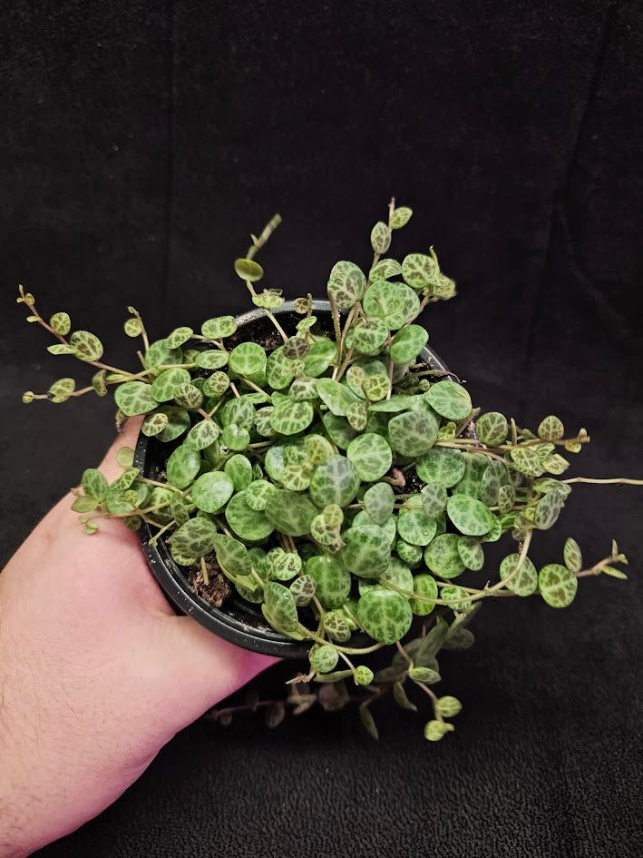 String Of Turtles #03, Peperomia Prostrata, Is A Tiny Succulent Native To Brazilian Rainforests That Thrives In Warm Climates