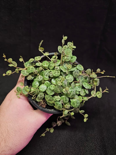 String Of Turtles #03, Peperomia Prostrata, Is A Tiny Succulent Native To Brazilian Rainforests That Thrives In Warm Climates