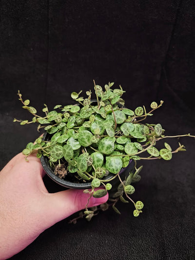 String Of Turtles #03, Peperomia Prostrata, Is A Tiny Succulent Native To Brazilian Rainforests That Thrives In Warm Climates