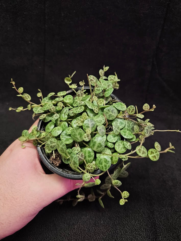 String Of Turtles #03, Peperomia Prostrata, Is A Tiny Succulent Native To Brazilian Rainforests That Thrives In Warm Climates