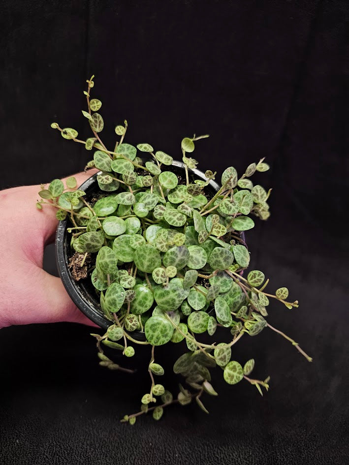 String Of Turtles #03, Peperomia Prostrata, Is A Tiny Succulent Native To Brazilian Rainforests That Thrives In Warm Climates