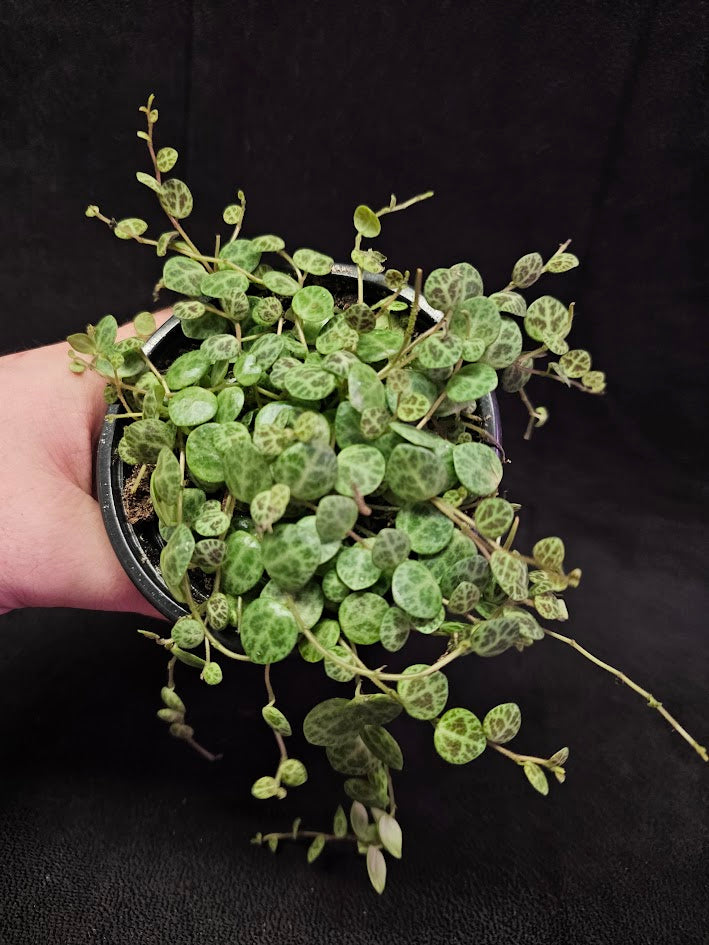 String Of Turtles #03, Peperomia Prostrata, Is A Tiny Succulent Native To Brazilian Rainforests That Thrives In Warm Climates