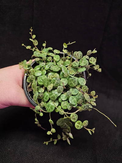 String Of Turtles #03, Peperomia Prostrata, Is A Tiny Succulent Native To Brazilian Rainforests That Thrives In Warm Climates