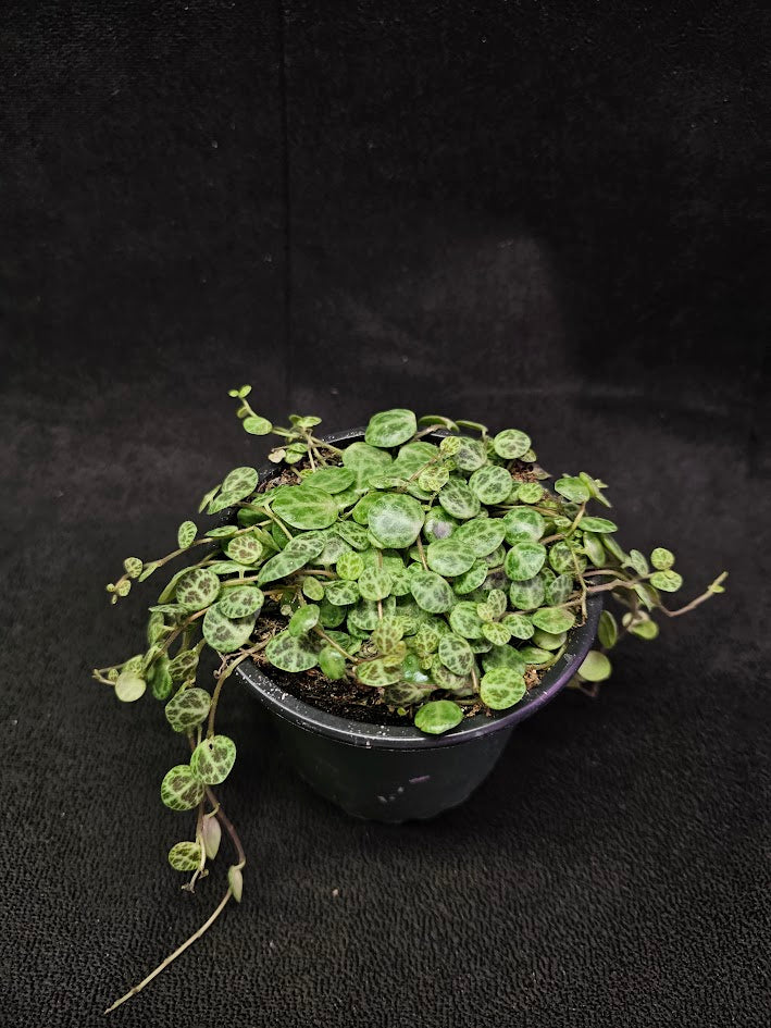 String Of Turtles #05, Peperomia Prostrata, Is A Tiny Succulent Native To Brazilian Rainforests That Thrives In Warm Climates