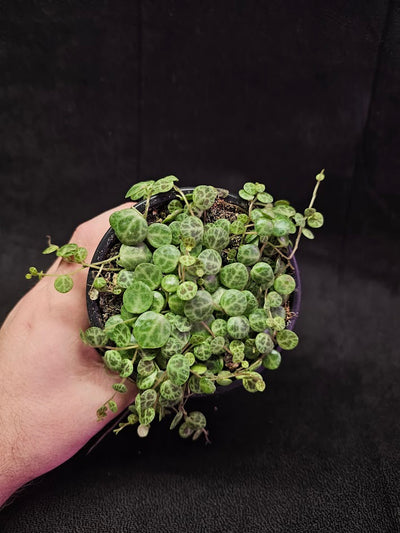 String Of Turtles #05, Peperomia Prostrata, Is A Tiny Succulent Native To Brazilian Rainforests That Thrives In Warm Climates