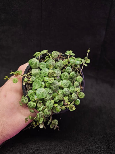 String Of Turtles #05, Peperomia Prostrata, Is A Tiny Succulent Native To Brazilian Rainforests That Thrives In Warm Climates