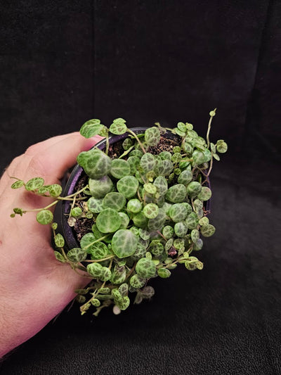 String Of Turtles #05, Peperomia Prostrata, Is A Tiny Succulent Native To Brazilian Rainforests That Thrives In Warm Climates