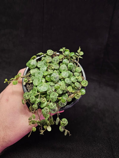 String Of Turtles #05, Peperomia Prostrata, Is A Tiny Succulent Native To Brazilian Rainforests That Thrives In Warm Climates