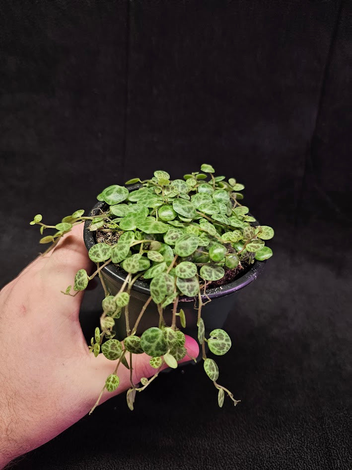 String Of Turtles #05, Peperomia Prostrata, Is A Tiny Succulent Native To Brazilian Rainforests That Thrives In Warm Climates