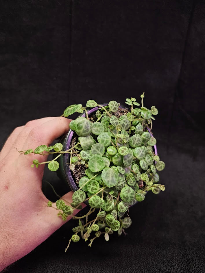 String Of Turtles #05, Peperomia Prostrata, Is A Tiny Succulent Native To Brazilian Rainforests That Thrives In Warm Climates