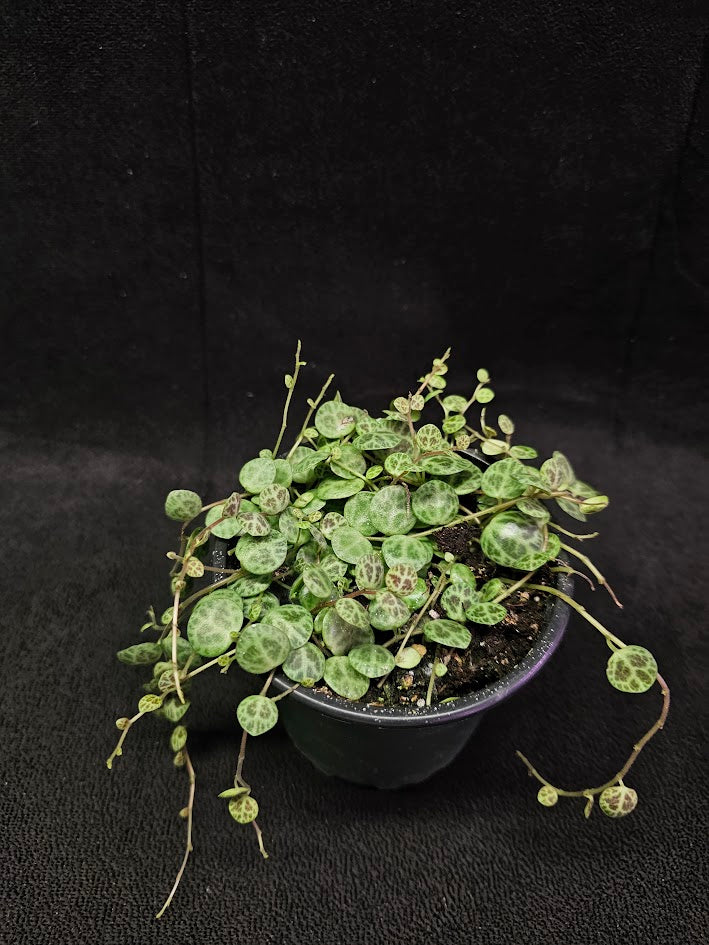 String Of Turtles #06, Peperomia Prostrata, Is A Tiny Succulent Native To Brazilian Rainforests That Thrives In Warm Climates