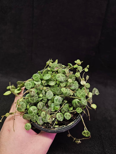 String Of Turtles #06, Peperomia Prostrata, Is A Tiny Succulent Native To Brazilian Rainforests That Thrives In Warm Climates