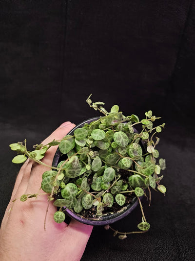 String Of Turtles #06, Peperomia Prostrata, Is A Tiny Succulent Native To Brazilian Rainforests That Thrives In Warm Climates