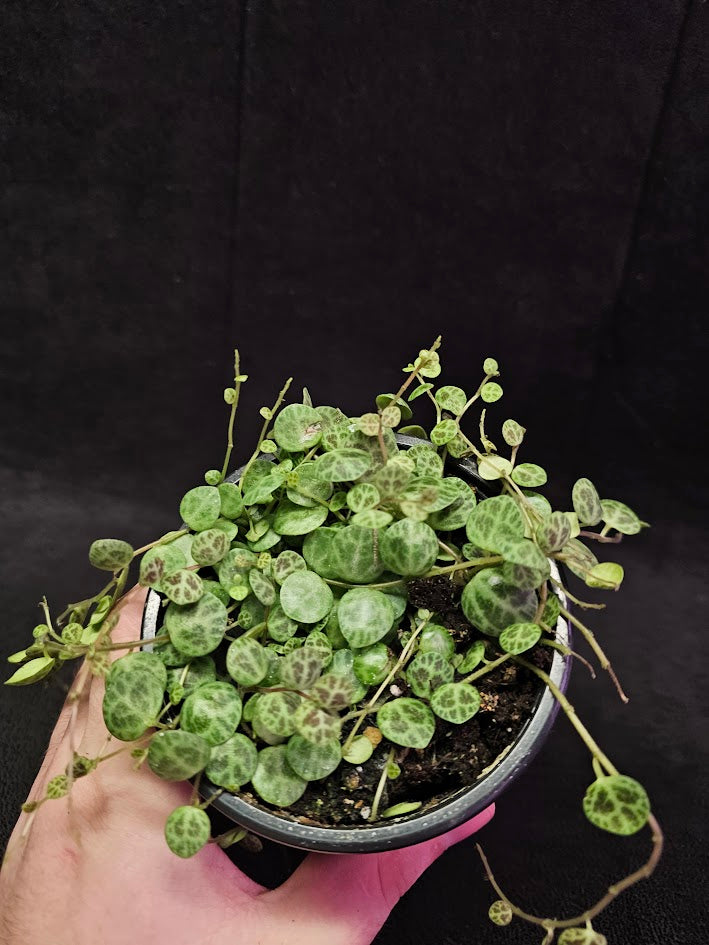 String Of Turtles #06, Peperomia Prostrata, Is A Tiny Succulent Native To Brazilian Rainforests That Thrives In Warm Climates