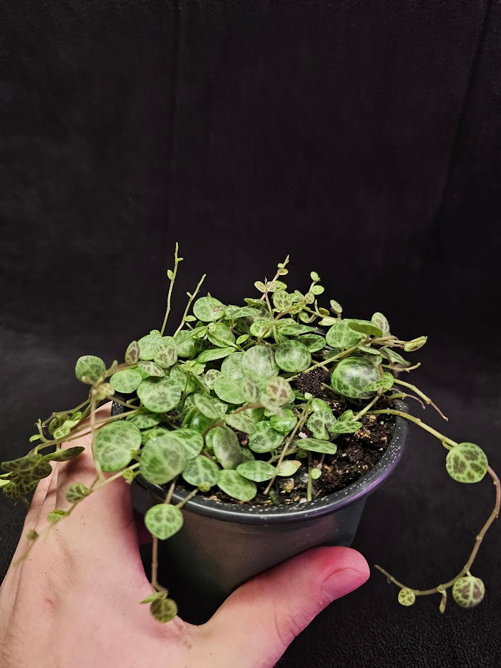 String Of Turtles #06, Peperomia Prostrata, Is A Tiny Succulent Native To Brazilian Rainforests That Thrives In Warm Climates