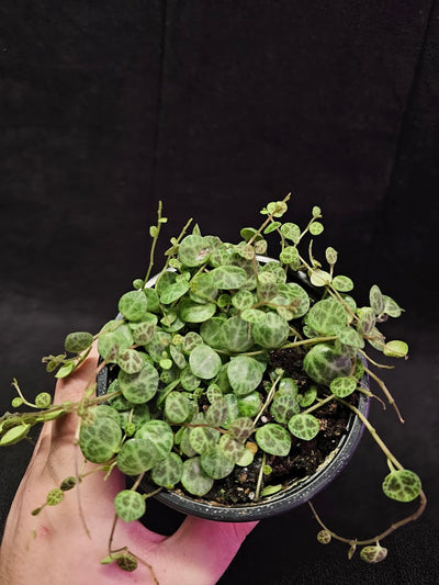 String Of Turtles #06, Peperomia Prostrata, Is A Tiny Succulent Native To Brazilian Rainforests That Thrives In Warm Climates