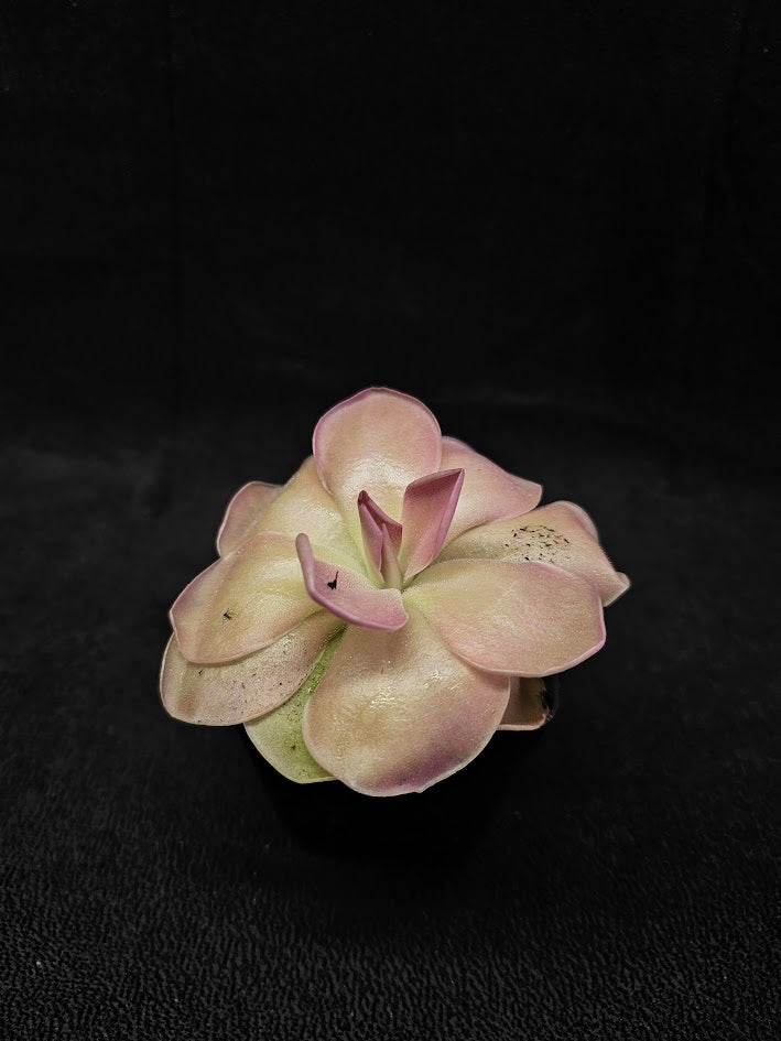 Pinguicula Kewensis #01, A Mexican Butterwort Bred From Multiple Varieties Of P. Moranensis