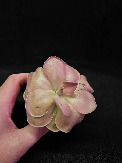 Pinguicula Kewensis #01, A Mexican Butterwort Bred From Multiple Varieties Of P. Moranensis