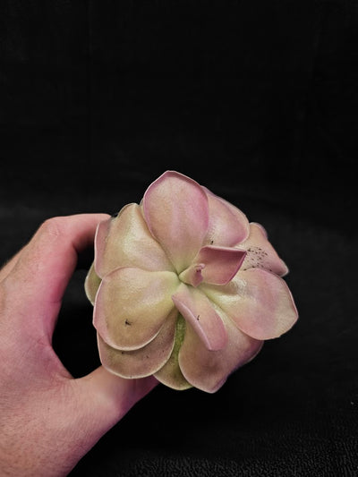 Pinguicula Kewensis #01, A Mexican Butterwort Bred From Multiple Varieties Of P. Moranensis