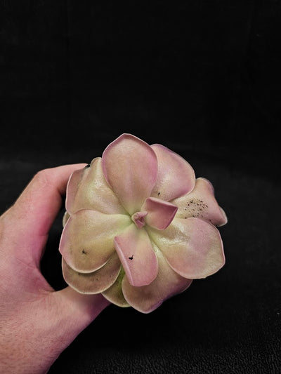 Pinguicula Kewensis #01, A Mexican Butterwort Bred From Multiple Varieties Of P. Moranensis