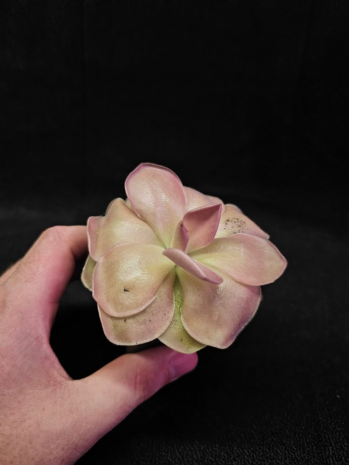 Pinguicula Kewensis #01, A Mexican Butterwort Bred From Multiple Varieties Of P. Moranensis