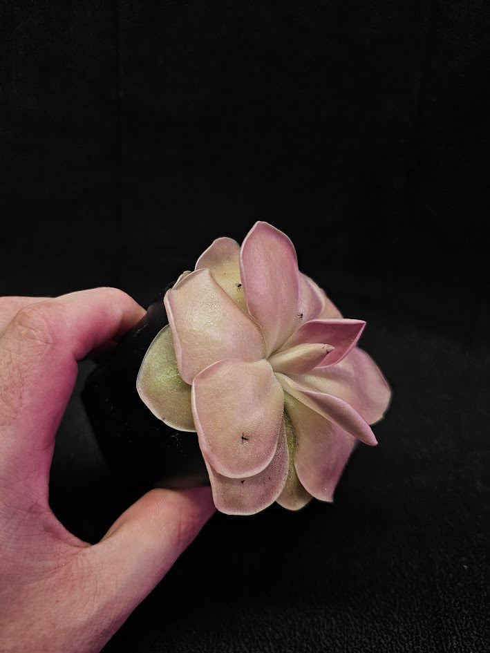 Pinguicula Kewensis #01, A Mexican Butterwort Bred From Multiple Varieties Of P. Moranensis