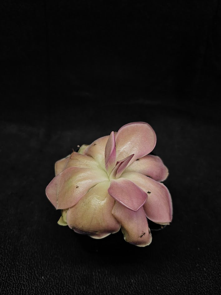 Pinguicula Kewensis #03, A Mexican Butterwort Bred From Multiple Varieties Of P. Moranensis