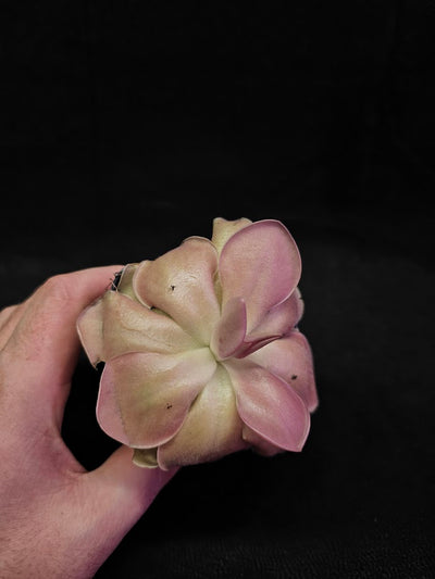 Pinguicula Kewensis #03, A Mexican Butterwort Bred From Multiple Varieties Of P. Moranensis