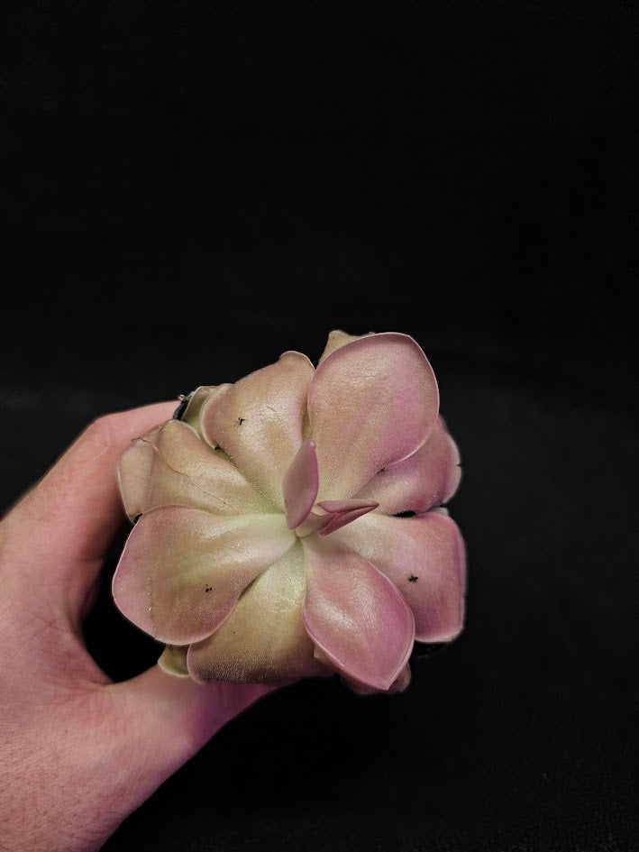 Pinguicula Kewensis #03, A Mexican Butterwort Bred From Multiple Varieties Of P. Moranensis