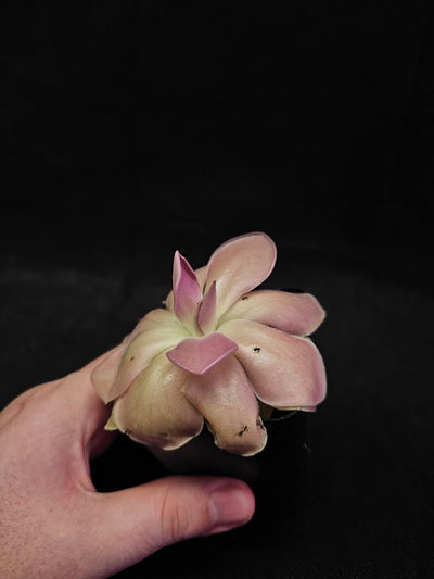 Pinguicula Kewensis #03, A Mexican Butterwort Bred From Multiple Varieties Of P. Moranensis