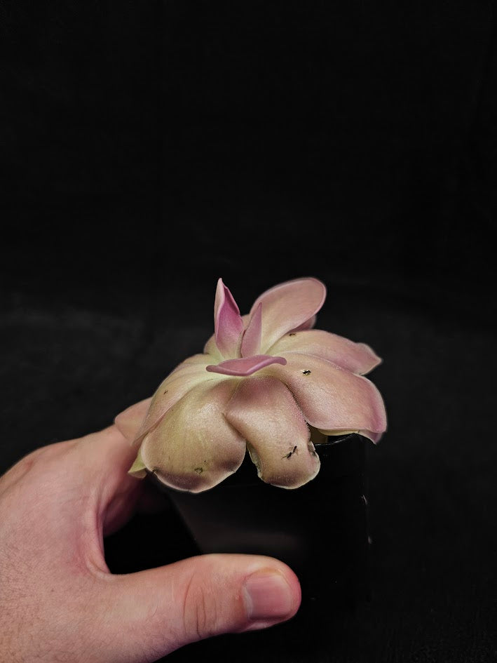 Pinguicula Kewensis #03, A Mexican Butterwort Bred From Multiple Varieties Of P. Moranensis