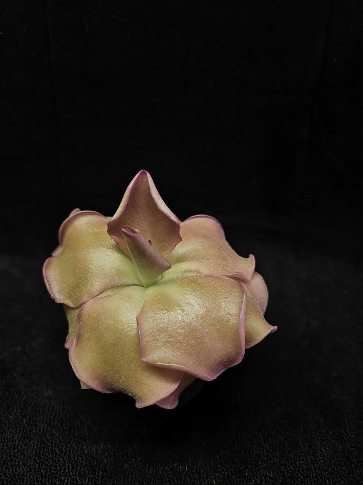 Pinguicula John Rizzi #03, A Wonderful Hybrid Created By California Carnivores, Brilliant Specimen