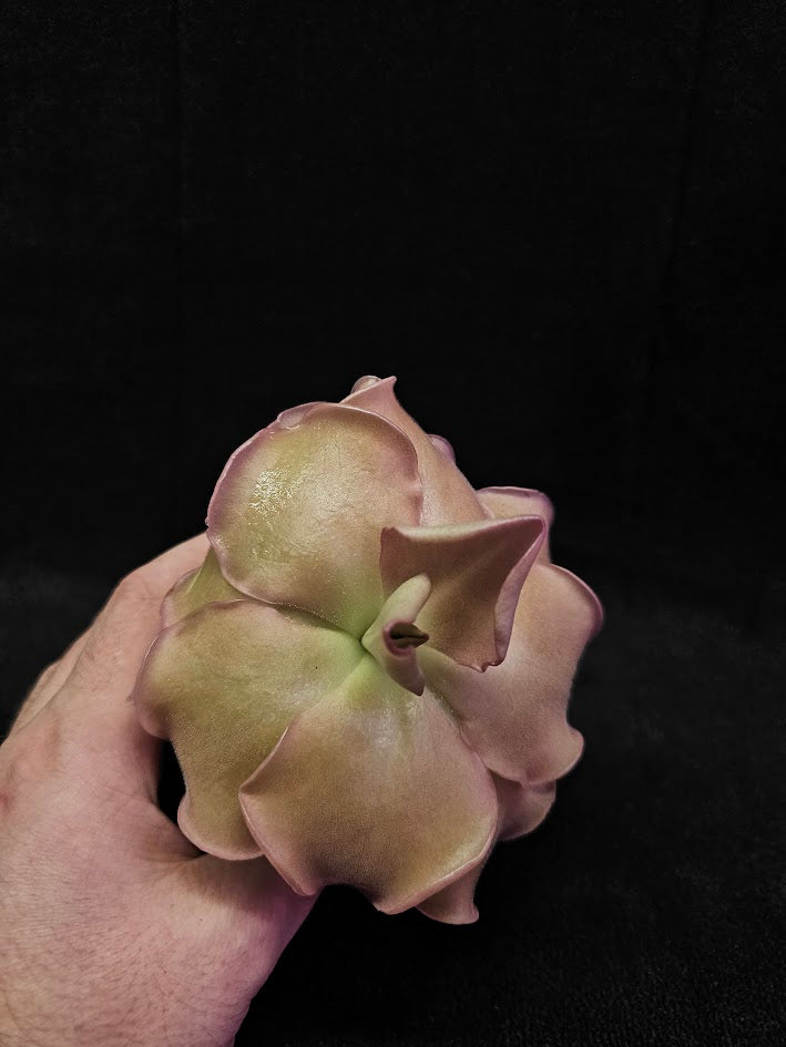 Pinguicula John Rizzi #03, A Wonderful Hybrid Created By California Carnivores, Brilliant Specimen