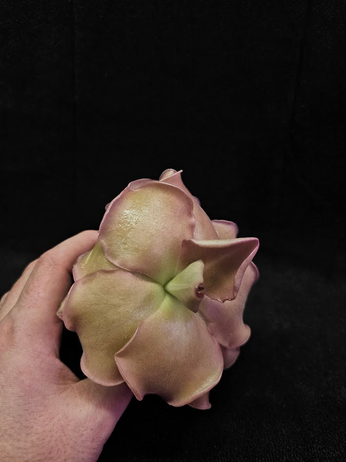 Pinguicula John Rizzi #03, A Wonderful Hybrid Created By California Carnivores, Brilliant Specimen