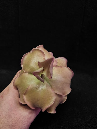 Pinguicula John Rizzi #03, A Wonderful Hybrid Created By California Carnivores, Brilliant Specimen