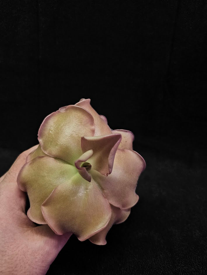 Pinguicula John Rizzi #03, A Wonderful Hybrid Created By California Carnivores, Brilliant Specimen