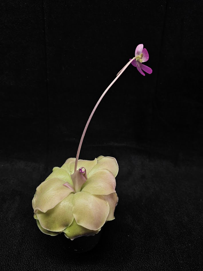 Pinguicula Laueana X Cyclosecta #01, A Stunning & Uncommon Carnivorous Plant To Collect