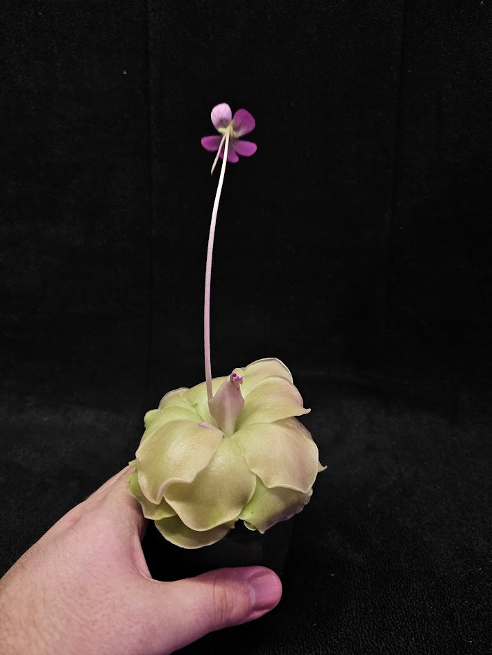 Pinguicula Laueana X Cyclosecta #01, A Stunning & Uncommon Carnivorous Plant To Collect