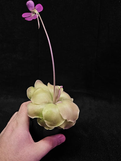 Pinguicula Laueana X Cyclosecta #01, A Stunning & Uncommon Carnivorous Plant To Collect