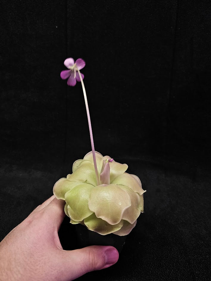 Pinguicula Laueana X Cyclosecta #01, A Stunning & Uncommon Carnivorous Plant To Collect