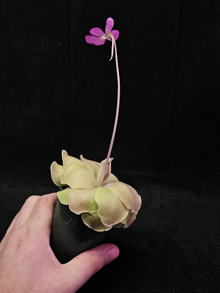 Pinguicula Laueana X Cyclosecta #01, A Stunning & Uncommon Carnivorous Plant To Collect